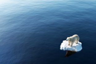 Polar,Bear,On,Ice,Floe.,Melting,Iceberg,And,Global,Warming.